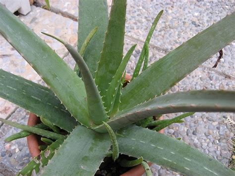 Aloe vera (Aloe, Aloe Vera, Barbados Aloe, Medicinal Aloe, Medicine ...