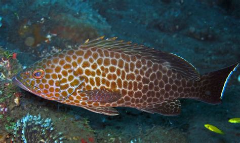 Areolate grouper - Epinephelus areolatus | Aquarium fish tank, Grouper ...