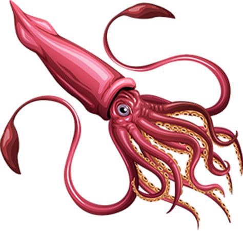 Giant squid | FISHAO website