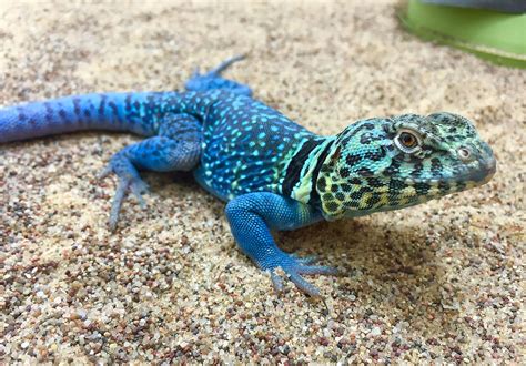 2 Species of Collared Lizard — Arids Only