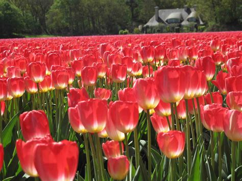 tulip, Fields, Tulips, Field, Flower, Flowers Wallpapers HD / Desktop and Mobile Backgrounds