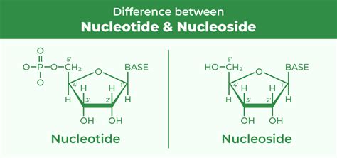 Difference Between Nucleotide and Nucleoside - GeeksforGeeks