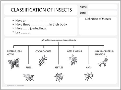 Classification of Insects Worksheet - Studyladder Interactive Learning Games