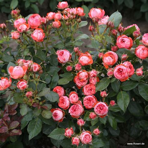 Rose Pompeji® | Kordes Rosen