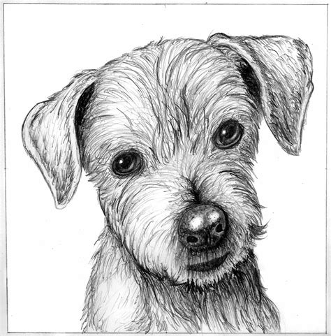 a black and white drawing of a dog