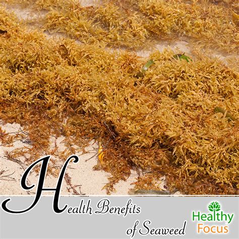 Health Benefits of Seaweed - Healthy Focus