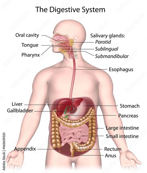 Digestive system labeled Stock Illustration | Adobe Stock