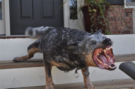 10 Scariest Dog Breeds You Will Surely Run Away From – skariest