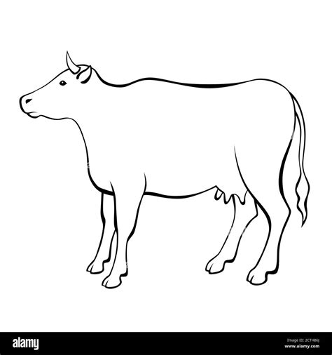 Cow black white isolated illustration vector Stock Vector Image & Art ...