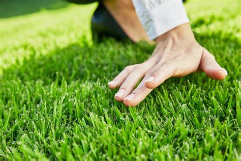 Empire™ Zoysia | The Ultimate Guide to Empire Zoysia | myhomeTURF