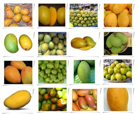 The Earth of India: Varieties of Mangos in India