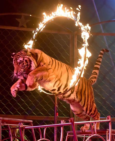 Presence of animals at annual Shrine Circus delights some, upsets others