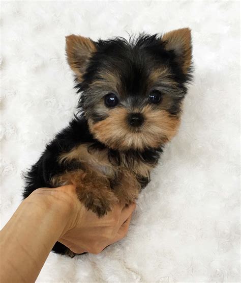 Micro Teacup Yorkie puppy - iheartteacups.com | iHeartTeacups