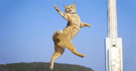 Funny Cat Dancing Meme | It's meme time