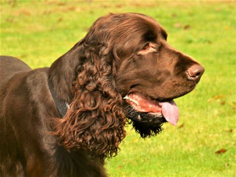 Field Spaniel Mix