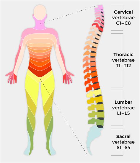 Spinal cord injury and how it affects people | Back Up