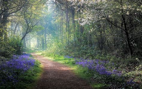 Enchanted Nature Path - HD Wallpaper