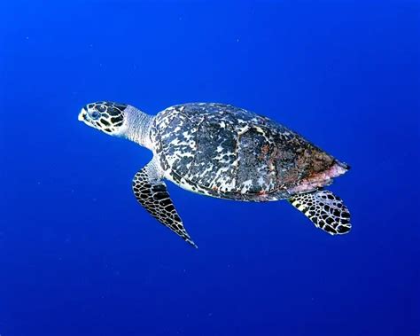 Hawksbill Sea Turtle | Reptipedia | Fandom