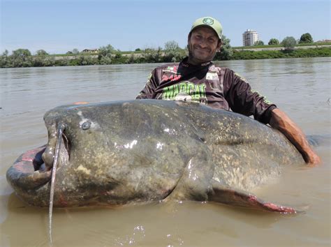 Discovery of Thousands of Giant Catfish in Indian Fields: A Baffling Phenomenon