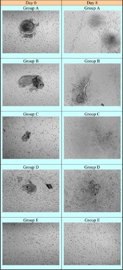 Figure 1 from Expression of neural crest markers by human embryonic ...