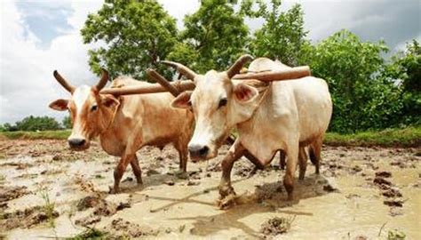 What Are the Characteristics of an Oxen? | Animals - mom.com