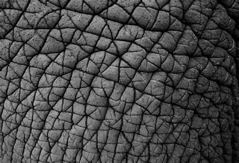 Texture Of Real Elephant Skin Photo Background And Picture For Free Download - Pngtree