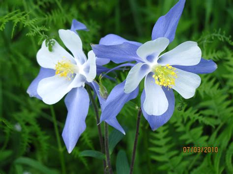 Romantic Flowers: Columbine Flower