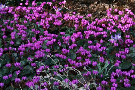 Cyclamen coum – Ballyrobert Gardens