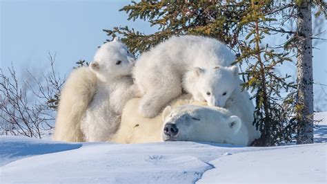 Three white polar bears, polar bears, animals, baby animals, snow HD wallpaper | Wallpaper Flare