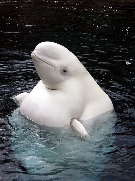 beluga whale | Flickr - Photo Sharing! | Beluga whale, Whale, Animals beautiful