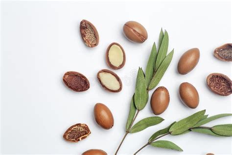 Argan Seeds Isolated on a White Background. Argan Oil Nuts with Plant ...