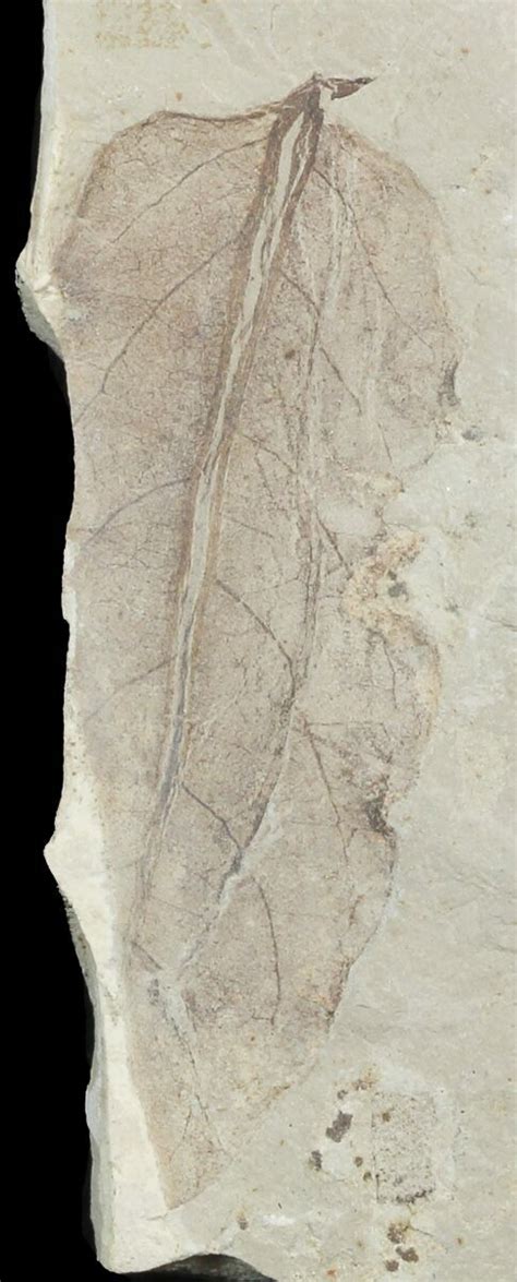 Three Different Fossil Leaves - Utah (#45638) For Sale - FossilEra.com