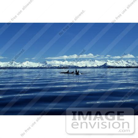 Picture of an Orca Killer Whale Pod (Orcinus orca), Alaska | #15626 by JVPD | Royalty-Free Stock ...