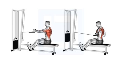 Cable Rope Seated Row - Guide, Benefits, and Form