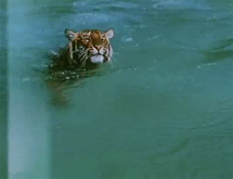 Tiger Swimming GIF - Find & Share on GIPHY