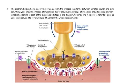 Solved 5. The diagram below shows a neuromuscular junction, | Chegg.com