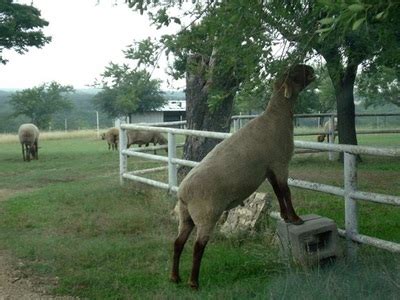 About our Flock – Unicorner Farm Tunis Sheep