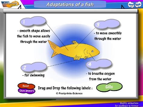 Adaptations & populations