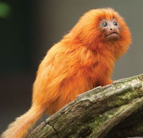 Golden lion marmoset | primate | Britannica