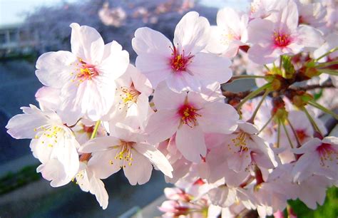 Cherry Blossoms, Japan 3 Free Photo Download | FreeImages