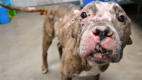 Second Chance: Dog With Skin Cancer Adopted From NW Indiana Animal ...