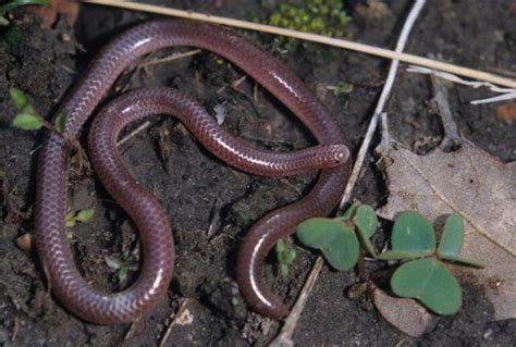 Texas Blind Snake Facts, Description, Diet, and Pictures