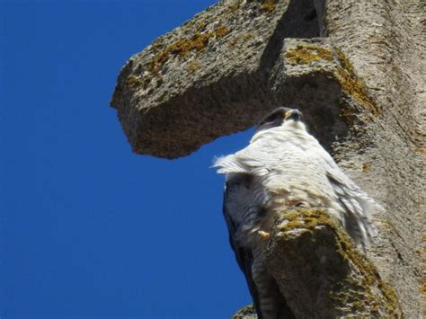 Premium Photo | Peregrine falcon nesting