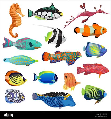 Exotic colorful tropical fish fishes collection set isolated Stock Vector Image & Art - Alamy