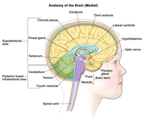 Pons : anatomy , location & function - NEET PG - www.MedicalTalk.Net ...