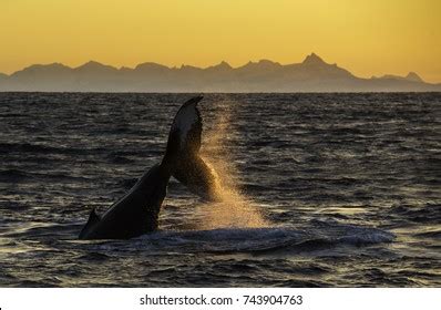 1,499 Whale Tail Sunset Images, Stock Photos & Vectors | Shutterstock