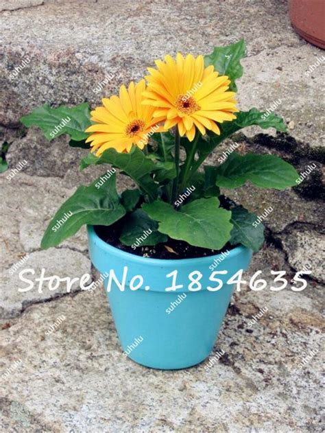 120pcs Gerbera Daisy Seeds OutletTrends.com Free Shipping Up to 70% OFF