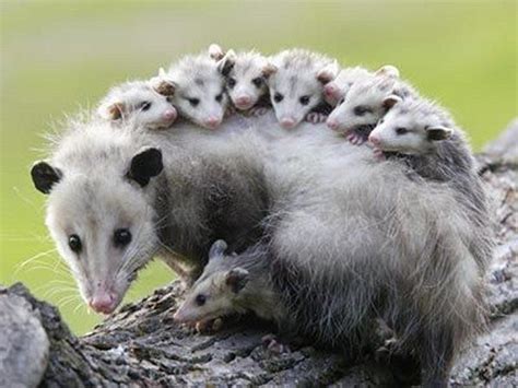 Mother Opossum carrying all her Babies on her Back | Cute animals, Baby ...