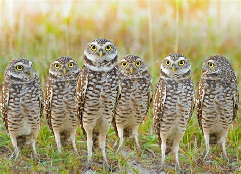 Ranking The 8 Most Adorable Species Of Owl | TheSlicedPan.com