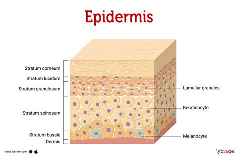 Epidermis Structure Cell And Layers Of A Human Skin